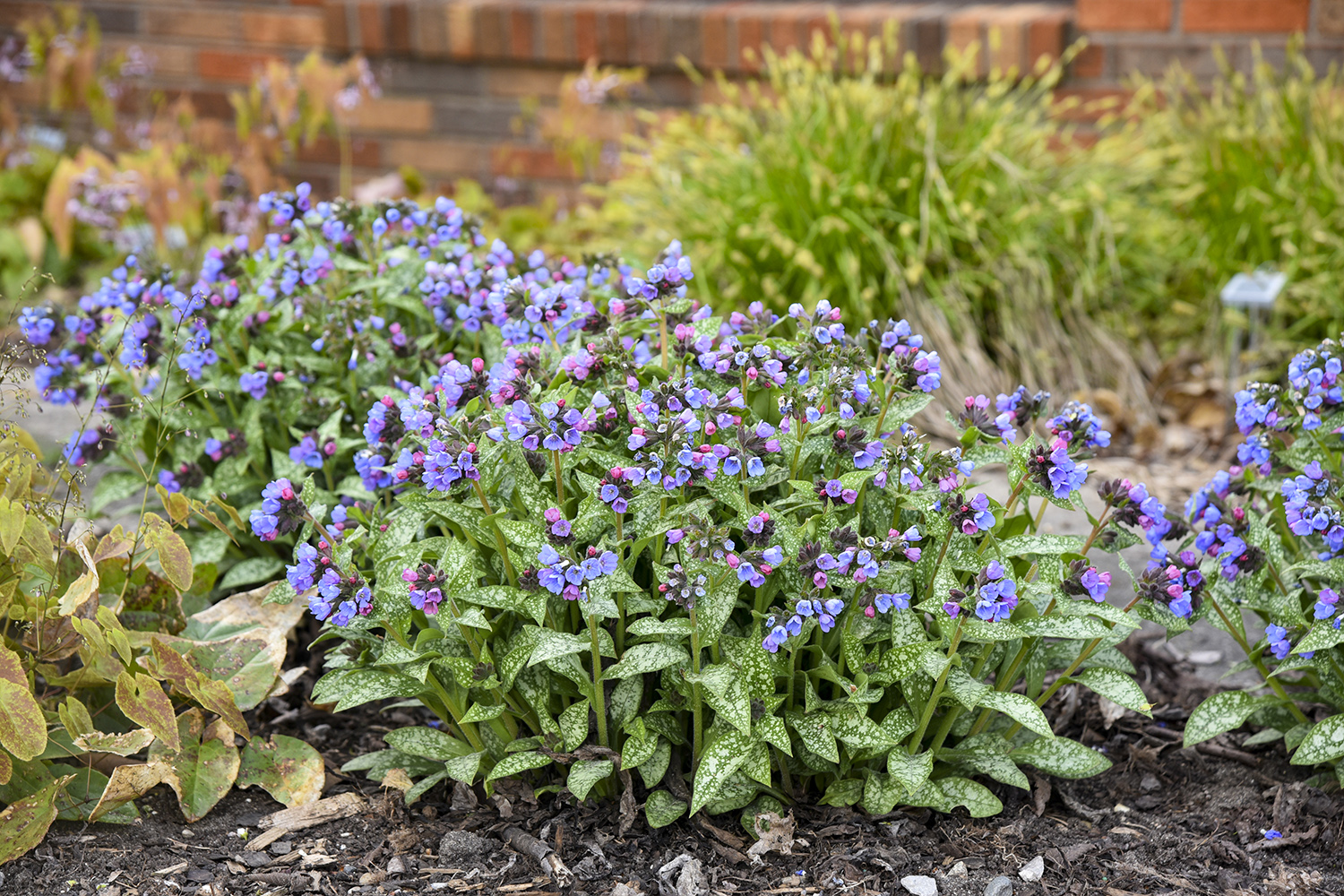Pulmonaria